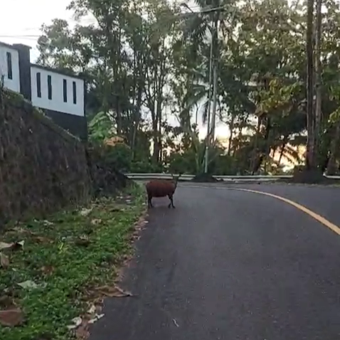 WhatsApp Video 2026-05-16 at 17.21.15.mp4_snapshot_00.01_[2026.05.16_17.54.34]